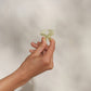Mini Jelly Cloud Clips 8pc Set - Pearlized Cream & Butter Yellow